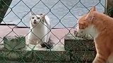 这只猫咪是不是有病，突然身体僵硬晕倒了！
