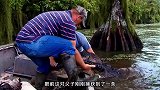 沼泽地中迎来闪电风暴，猎人们顶着闪电抓捕短吻鳄