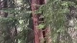 被一群狗子追着爬上树的熊