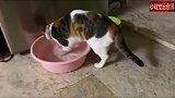 一只喜欢玩水的猫咪，但是盆里并没有鱼呀！