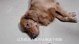 回家后黄芪很不开心，以为主人不要它没办它打芯片，茯苓在旁解释