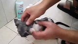 小奶猫生病，泡药浴吹风涂药积极配合治疗，乖得让人心疼