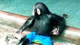 一只可爱的猩猩，虽然被链子拴住了，依然挡不住爱玩的天性！