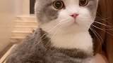 带土豆出来转转 简直就是一只好奇宝宝上线！！！猫