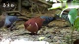 火红色的斑鸠：红鹑鸠！看看和一般的斑鸠有什么不同？