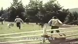 棕熊偷袭羊群，被一群牧羊犬疯狂撕咬，镜头拍下绝望画面