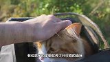 猫咪打开抽屉，发现私藏的小鱼干不见了，接下来大家忍住别笑