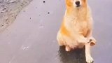 可怜的狗狗每天都在等待主人能够接它回家
