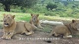 碰到一只“自来熟”狮子怎么办？游客不撸都不行