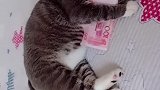 爱钱的猫咪