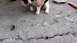 被卡进瓶子的小奶猫，安静等待：还好遇见你