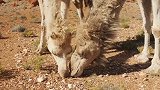 澳大利亚将射杀1万只骆驼：它们喝了太多水