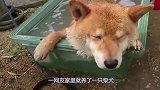 柴犬不愿意洗澡，被强迫按在澡盆里，一副生无可恋的表情！