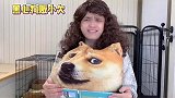 新手买狗避坑指南
