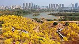 广西南宁黄花风铃木盛放 游客畅游“黄金花海”
