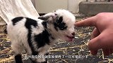 小孩子逗弄小山羊，小家伙脾气上来了，奶凶奶凶地太可爱了