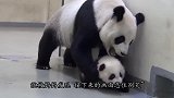 小狞猫贪玩跑出笼子，结果被妈妈一把摁住脖子：赶紧跟我回家