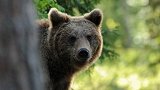 俄罗斯男子野外遭棕熊袭击 机智咬掉熊舌头吓退棕熊
