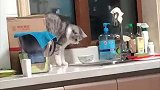嚣张猫猫去偷吃，顺手撂倒小卷纸