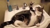 猫咪，自己打开了水龙头，结果悲剧了