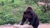 “美丽中国行”探访国家公园之 大熊猫是熊还是猫？