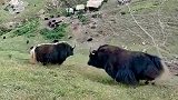 高原牦牛争霸，不服就干