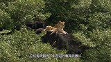 鬣狗女王出门觅食，幼崽无人看管，狮子趁机对小鬣狗进行残杀！