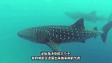 鲸鲨跳到岸上吓坏了众人，鲨：都别动啊，我自己下去！