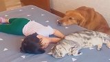 小主人睡着了，小狗和小猫还在小心看护，别人家的狗咋养的