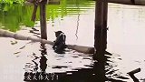 小猫不慎落水，猫妈妈拼命伸手救援，网友：母爱太伟大了！