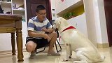 拉布拉多天天坑主人，遇到这样的狗狗怎么办，谁有好的办法