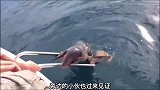 海狮遭不明生物追杀，受伤的海狮主动向人类求救，好心小伙帮助它