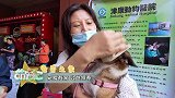 请用领养替代买卖，给这些流浪的宠物一个温暖的家