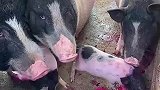 猪都吃火龙果，这是什么家庭