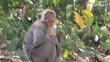实拍：又是一只新生小猴子