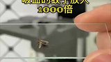 吸血蚊子会直接拍死吗？血液放大里面居然带刺，你绝对没见的样子