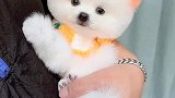 为什么养狗要选茶杯犬～