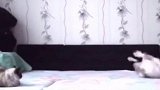 主人回来会怎样呢