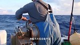 日本人捕捉巨型鱿鱼，网友：鱿鱼这么可爱怎么可以吃鱿鱼！