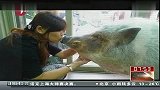 促成姻缘 猪给新娘当嫁妆