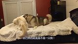 哈士奇被猫咪扇巴掌，这小模样真是让人心疼，看你真是皮痒得慌！