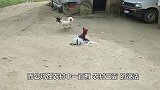 看完你就知道答案了，为什么五毒之一的蜈蚣，毒不死大公鸡