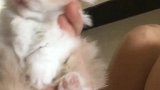 铲屎的，我不想亲亲你！