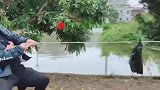 自从有了烤鸭，次次拔河都得第一，牛不牛！