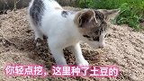 猫咪施肥真的非常专业，就连我这个种菜的都自愧不如啊！