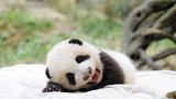 2019大熊猫最新数据发布：全球圈养大熊猫达600只