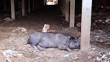 假老虎放在猪面前，猪会是什么反应男子亲自试验