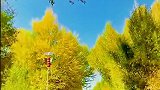 都兰诺木洪最美公路秋色