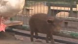 小猪因毛色不同，经常被同伴欺负，大鹅看到后纷纷为它打抱不平