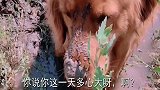 大欢出去玩泥巴，被主人发现后，躲在小草后面，以为主人看不见它